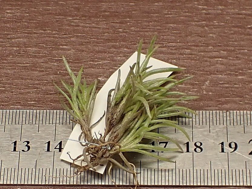 Tillandsia capillaris v.cordobensischi Ran jia*ka pillar squirrel korudo Ben sis# air plant BS