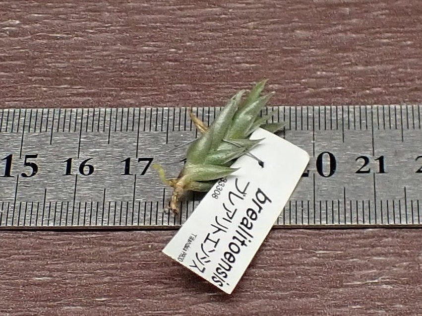 Tillandsia brealitoensischi Ran jia*b редкость litoensis# воздушный растения PR