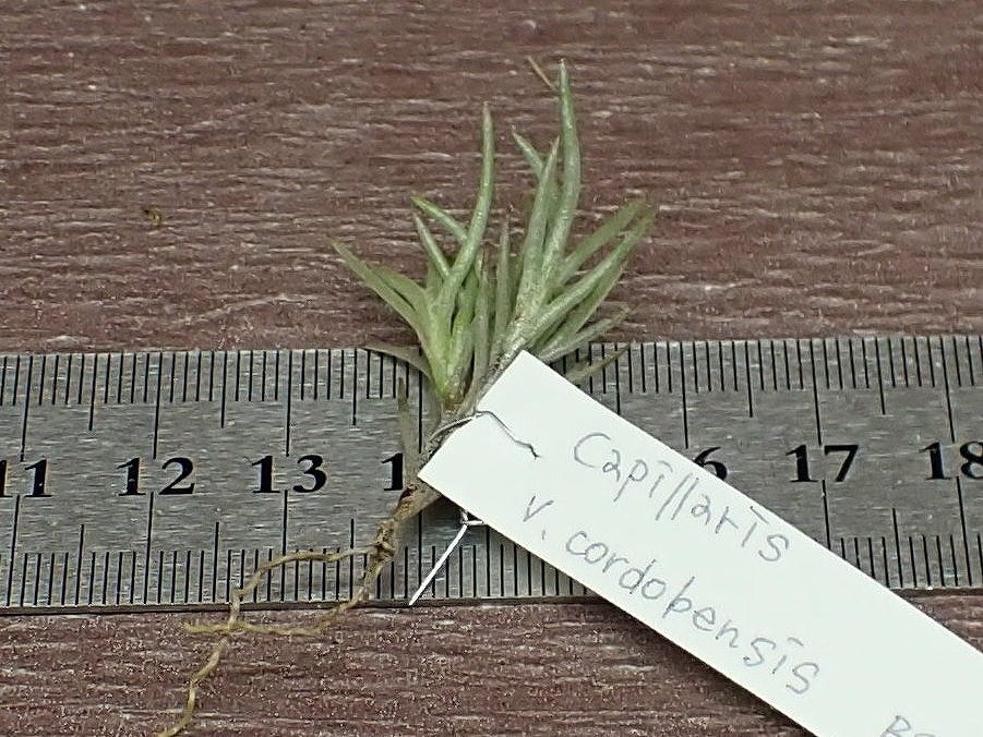 Tillandsia capillaris v.cordobensis？ チランジア・カピラリス コルドベンシス★エアプランツBSの画像2