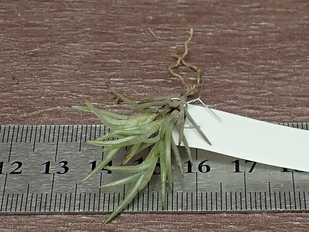 Tillandsia capillaris v.cordobensis？ チランジア・カピラリス コルドベンシス★エアプランツBSの画像3