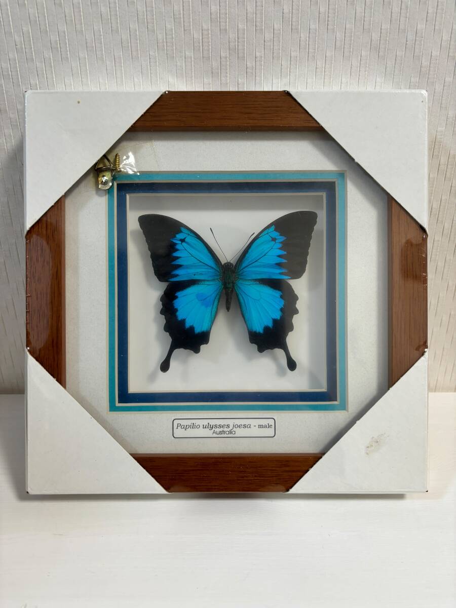 ♪ ユリシス 標本 オーストラリア ケアンズ土産 幸せの青い蝶 オオルリアゲハ 未開封 ♪_画像1