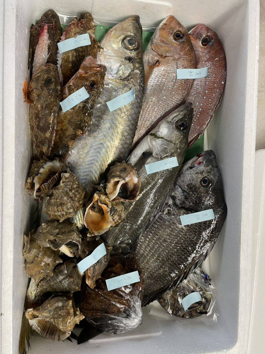  fresh fish fresh fish box fresh fish set 