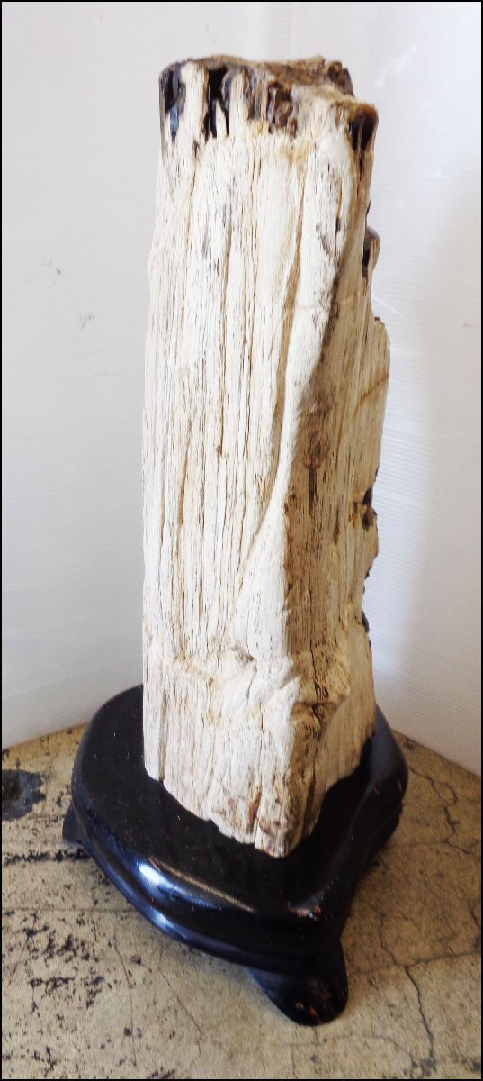 Bana8◆珪化木 化石木 木化石 化石 コレクション インテリアの画像4