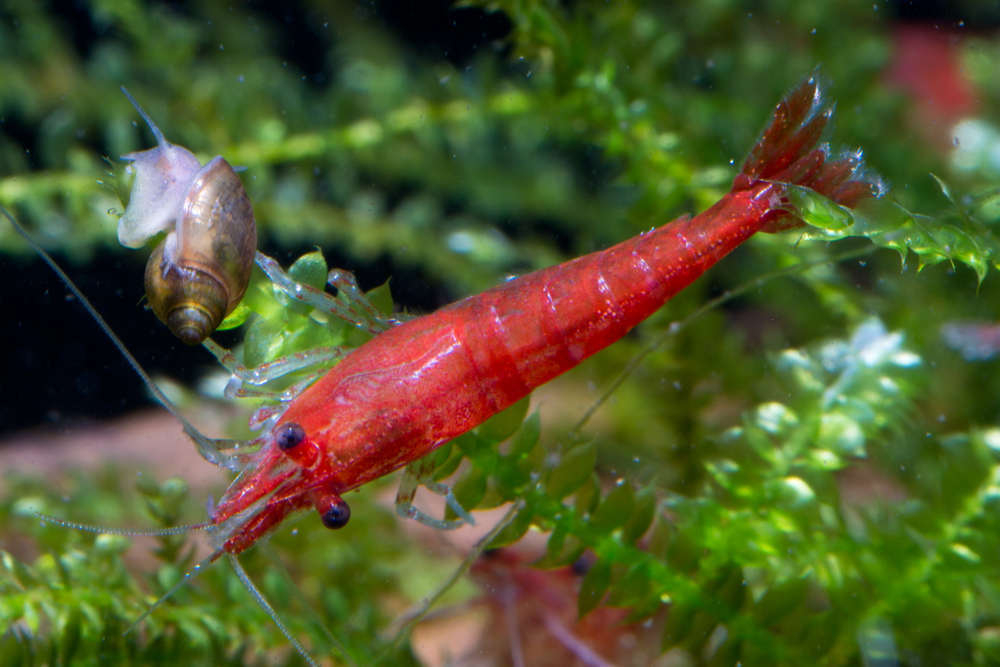 5 month 30 day limitation shipping price - red fire - shrimp 10 pcs 1.0~1.8cm