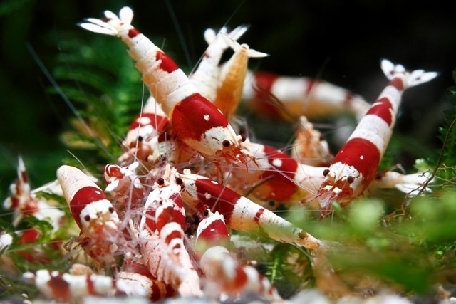  Red Bee Shrimp 20 pcs 