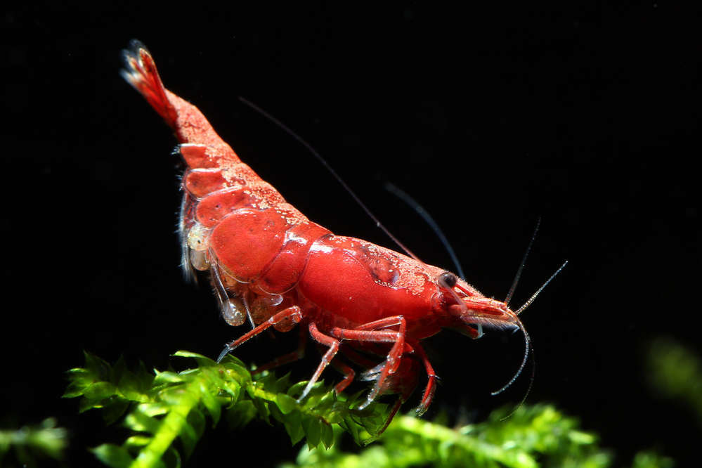 5 month 30 day limitation shipping price - red fire - shrimp 10 pcs 1.0~1.8cm