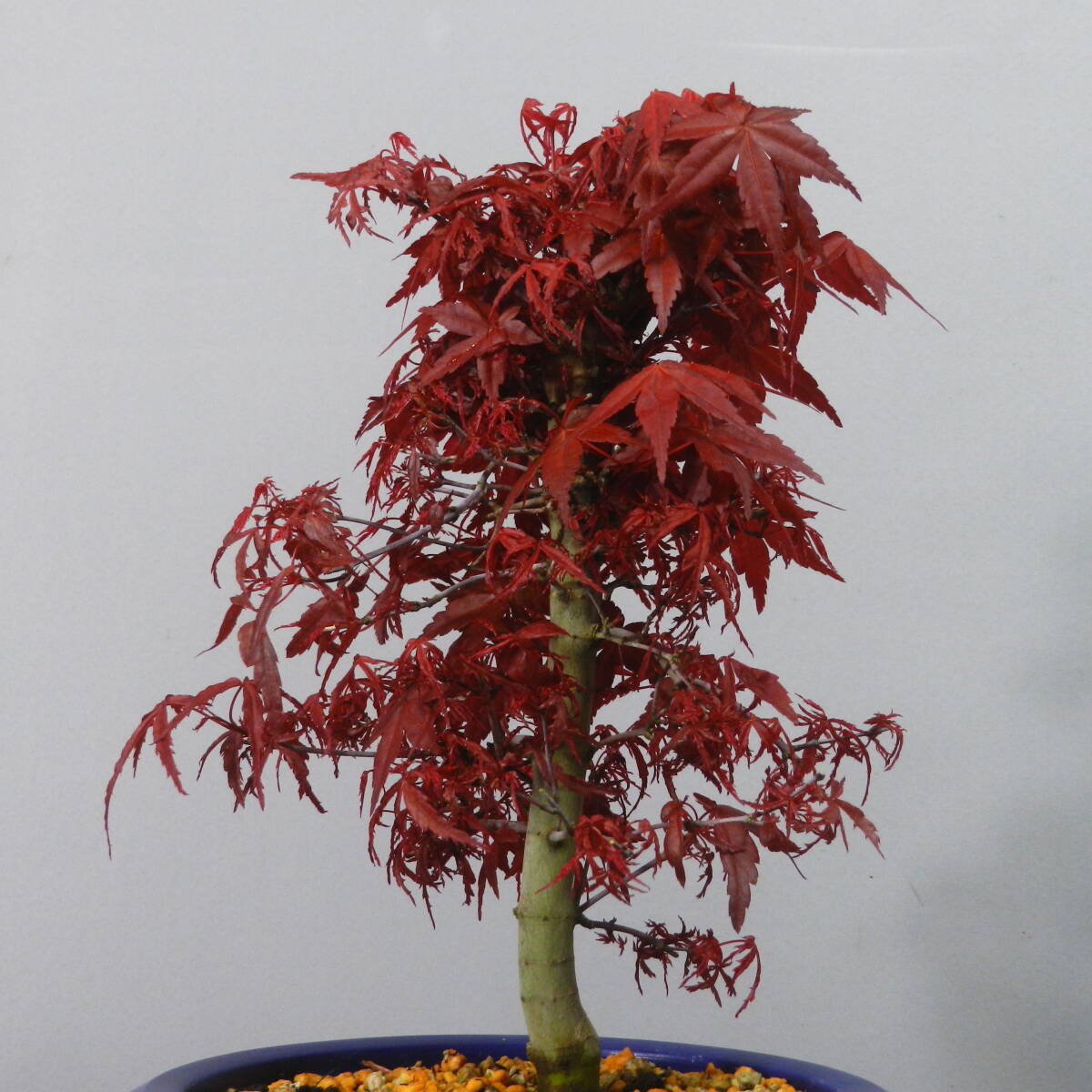 [ one . gardening ]. leaf * maple [...*teshoujou] bonsai 04* new .. red leaf. *