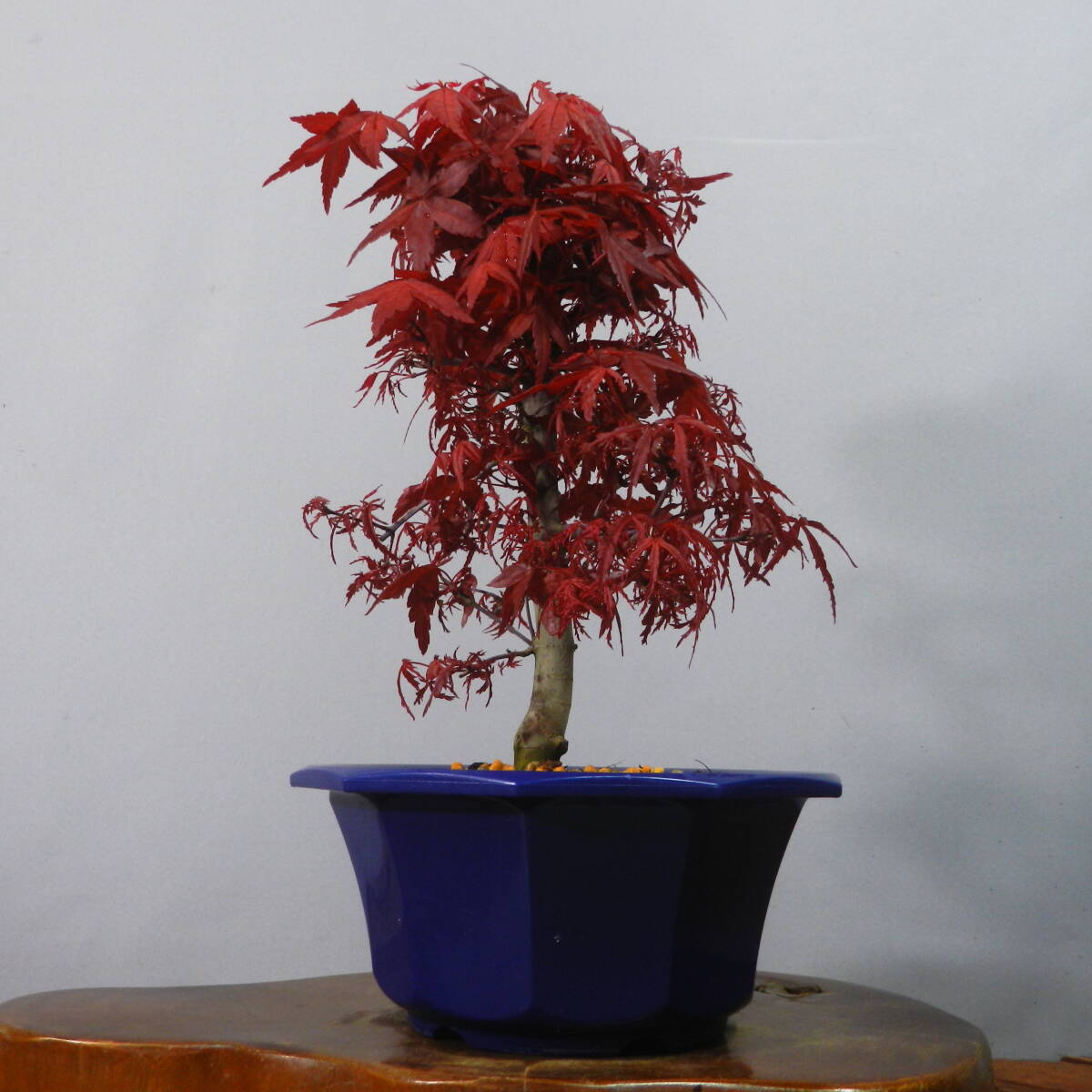 [ one . gardening ]. leaf * maple [...*teshoujou] bonsai 04* new .. red leaf. *