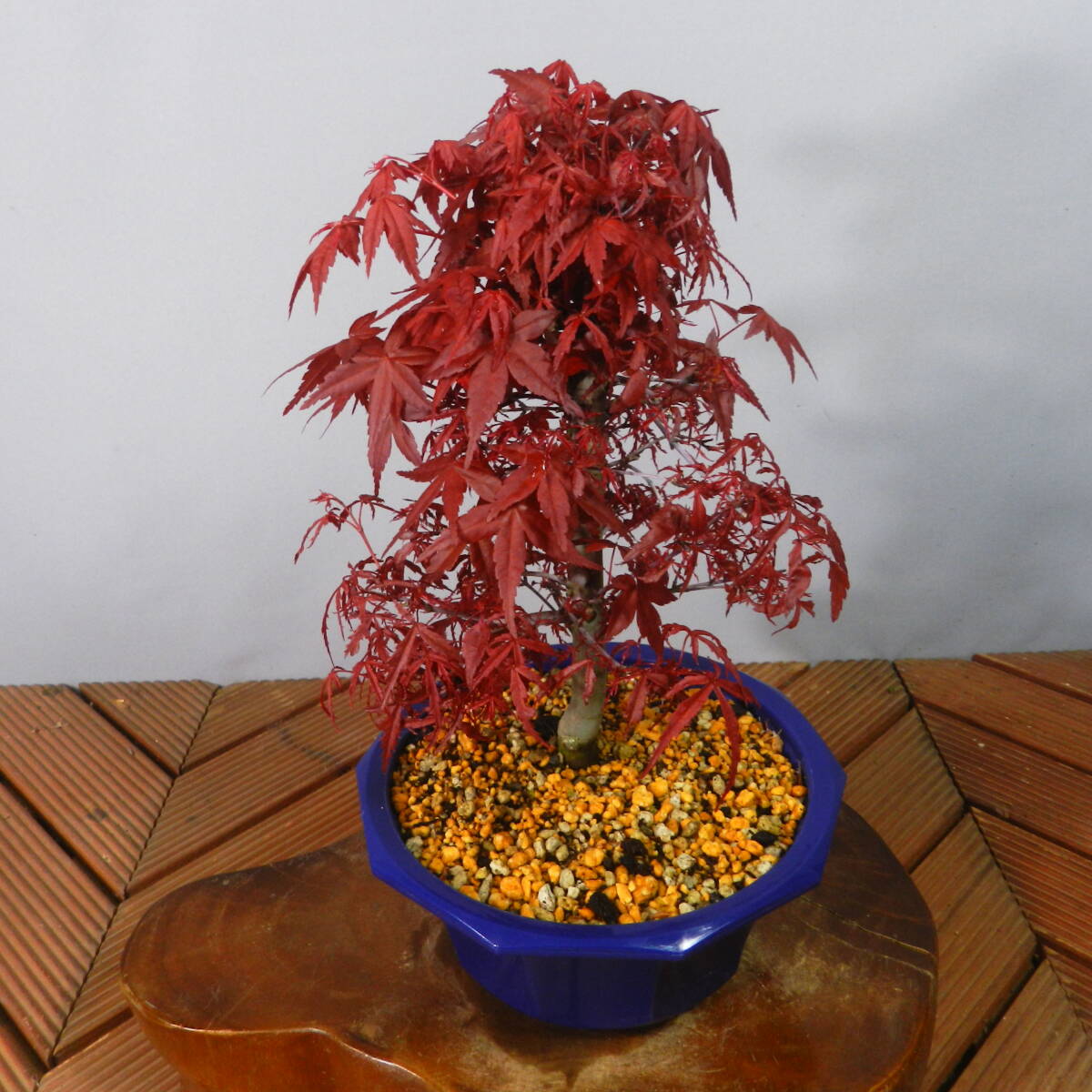 [ one . gardening ]. leaf * maple [...*teshoujou] bonsai 04* new .. red leaf. *