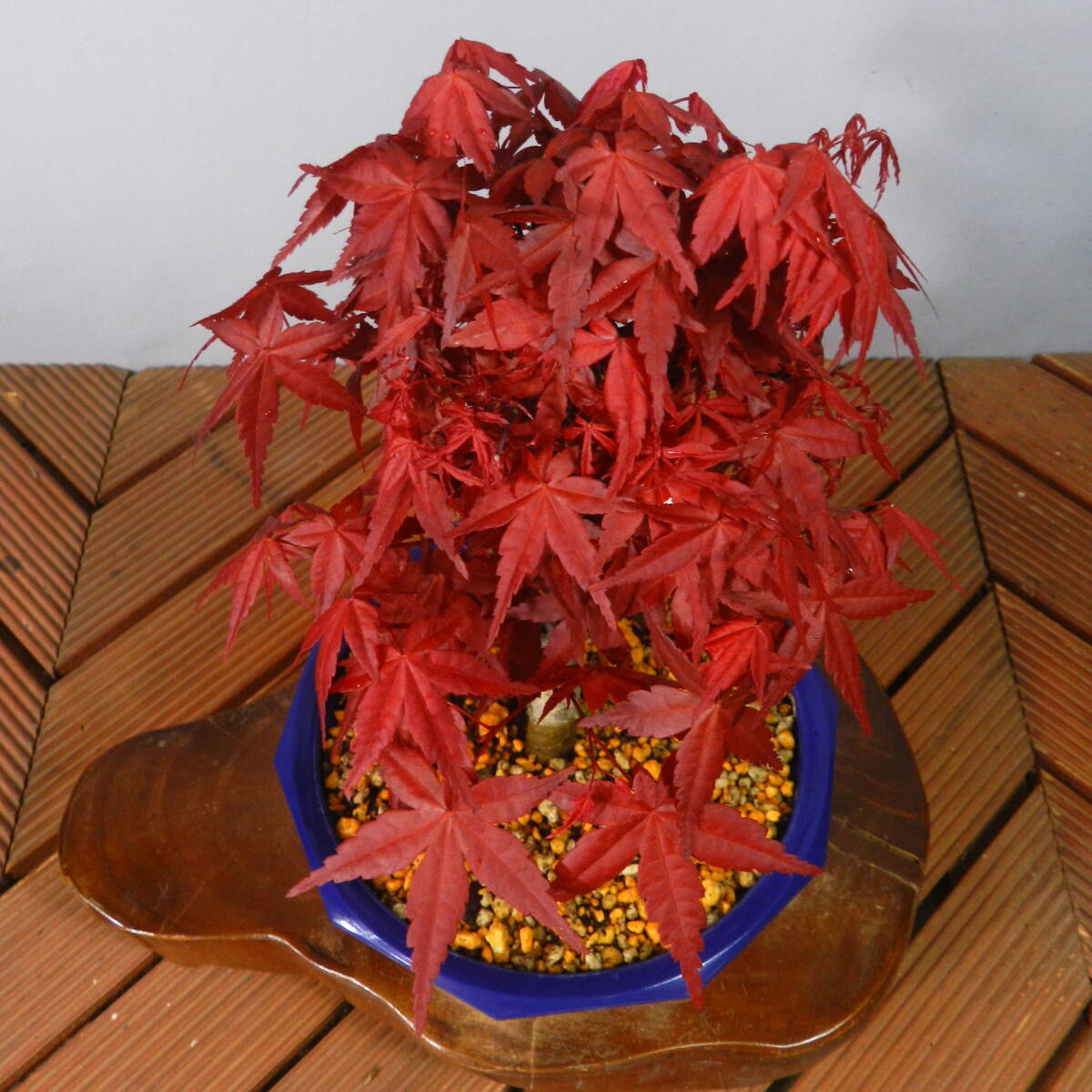[ один . садоводство ]. лист * клен [...*teshoujou] бонсай 06* новый .. красный лист. *