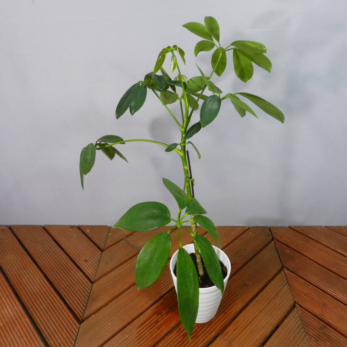 [ one . gardening ]shefrela*kapok*. leaf pot *...... leaf. *