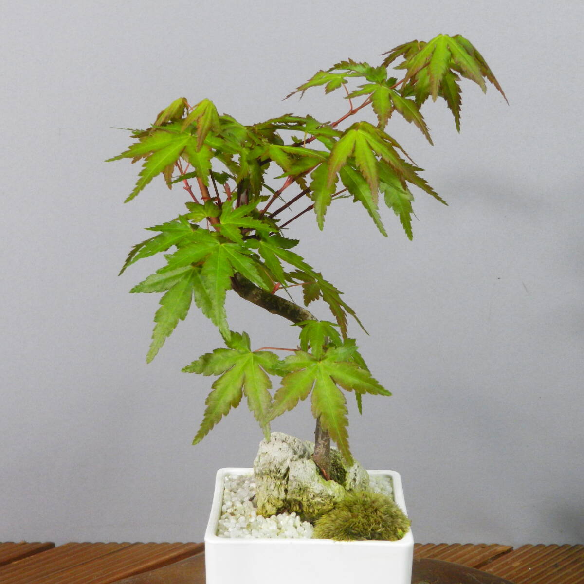 [ one . gardening ]. leaf * maple * shohin bonsai 06* shape excellent . one goods. *
