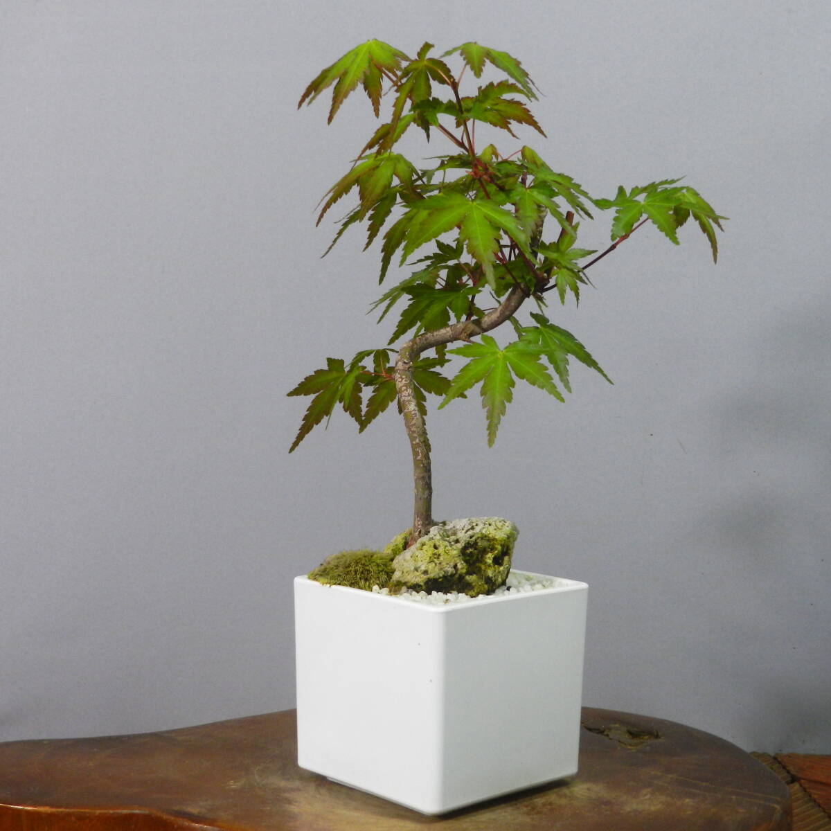 [ one . gardening ]. leaf * maple * shohin bonsai 06* shape excellent . one goods. *