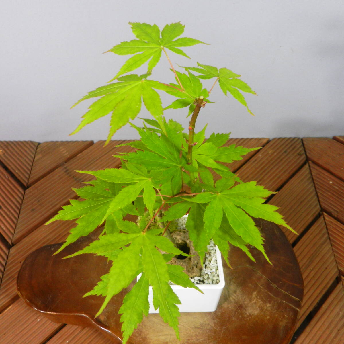 [ один . садоводство ]. лист * клен * shohin bonsai 09* форма хороший . один товар. *