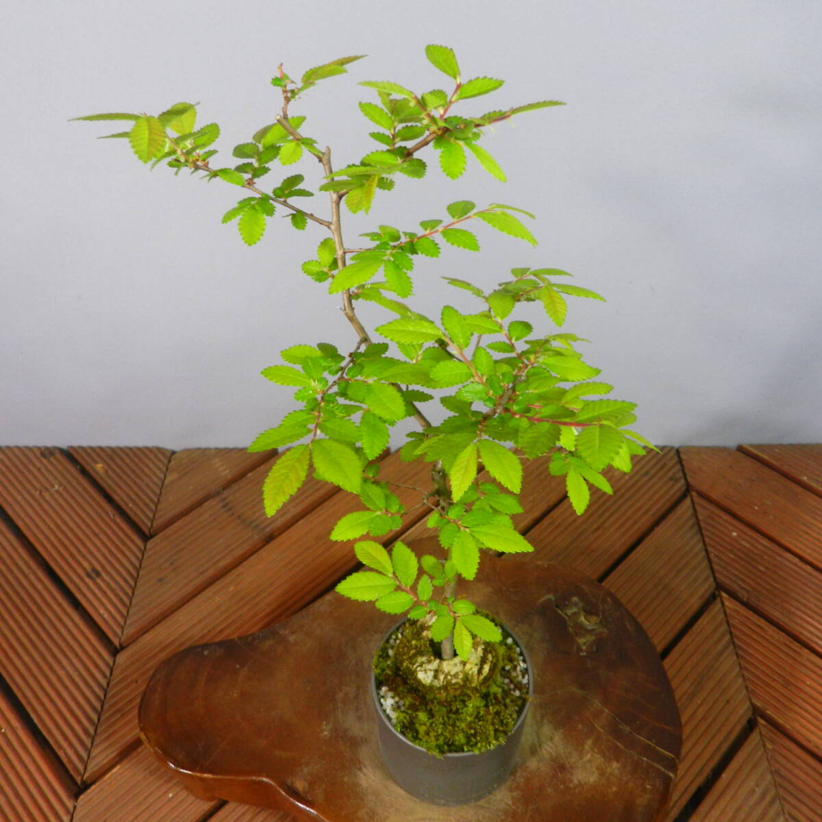 [ one . gardening ] elm zelkova *nirekeyaki* shohin bonsai 01* shape excellent . one goods. *