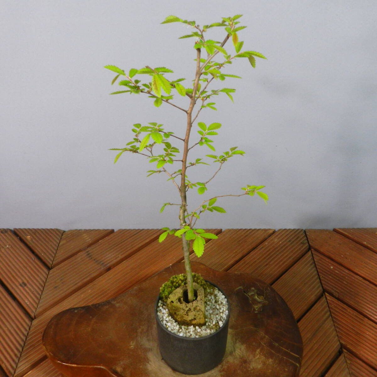 [ one . gardening ] elm zelkova *nirekeyaki* shohin bonsai 02* shape excellent . one goods. *