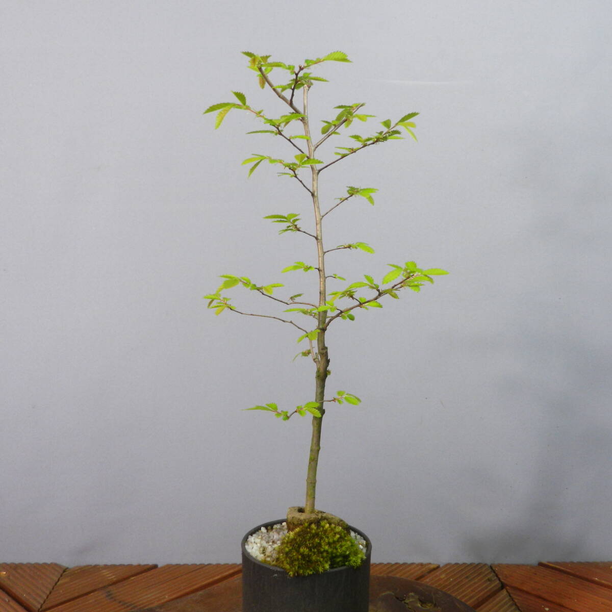 [ one . gardening ] elm zelkova *nirekeyaki* shohin bonsai 02* shape excellent . one goods. *