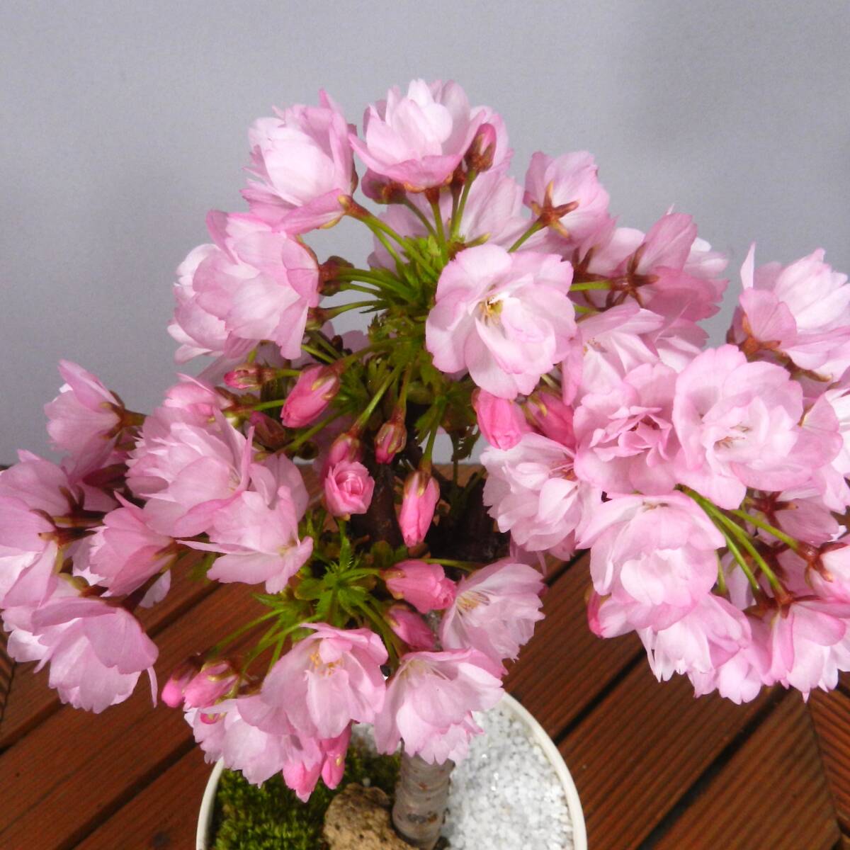 【一起園芸】桜「品種名：旭山」鉢物盆栽03◆形良好な一品です◆_花が咲いていた時の写真です