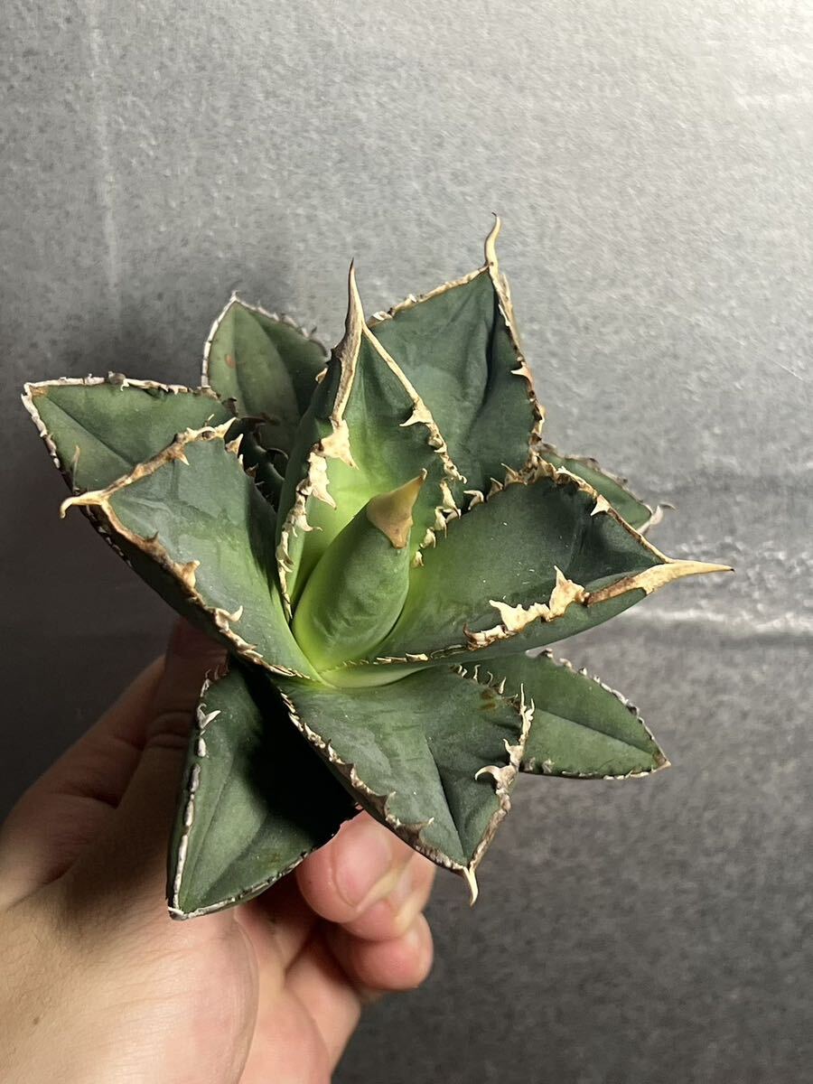 多肉植物 【特選】 アガベ agave titanota チタノタ『狼人』 3の画像5