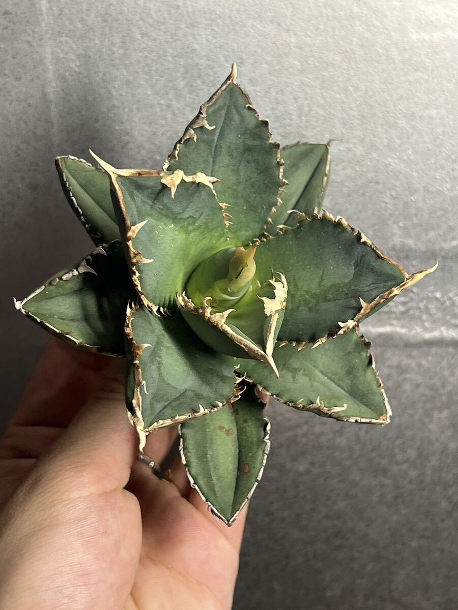 多肉植物 【特選】 アガベ agave titanota チタノタ『狼人』 3の画像6