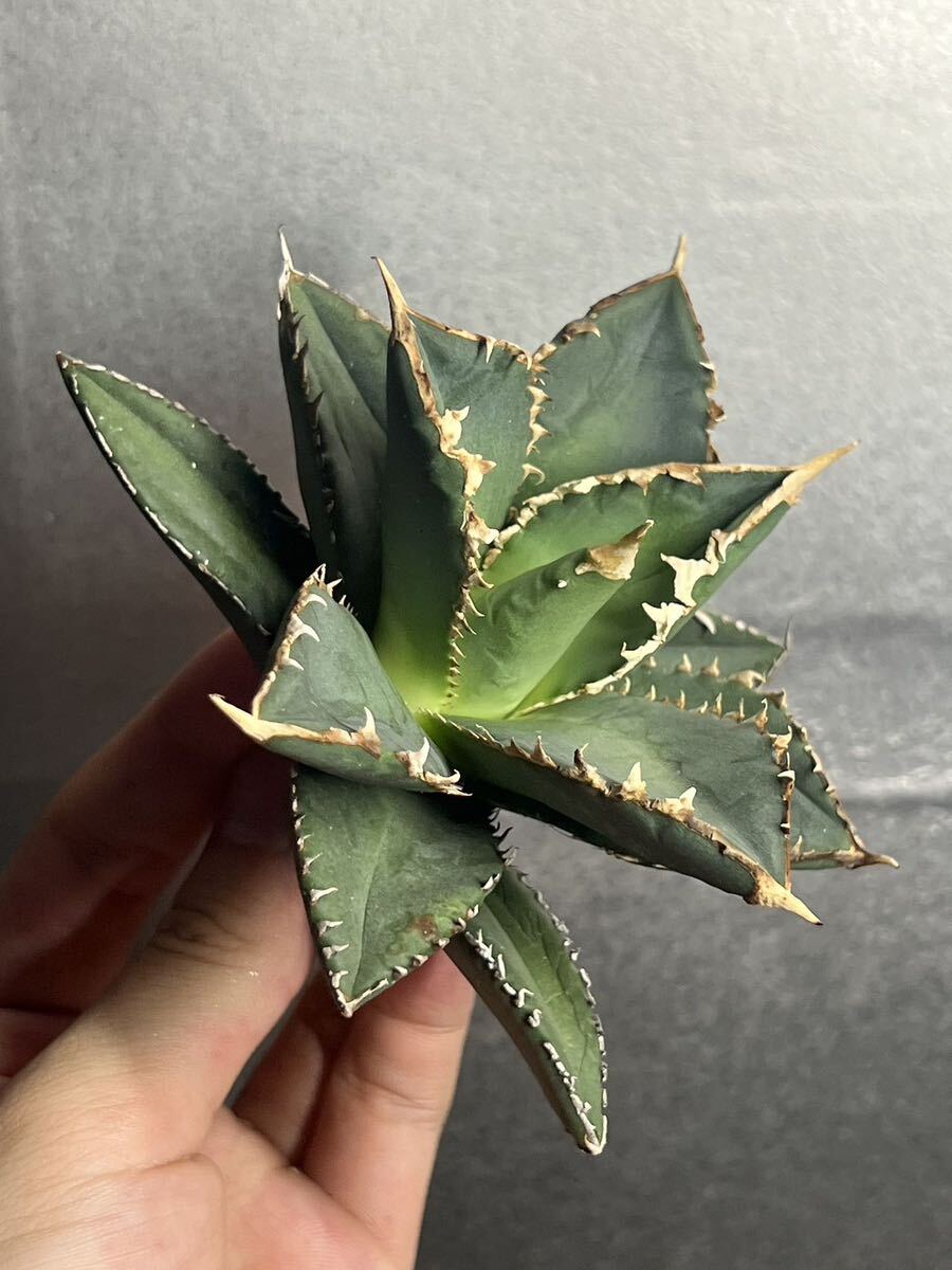 多肉植物 【特選】 アガベ agave titanota チタノタ『狼人』 6の画像6