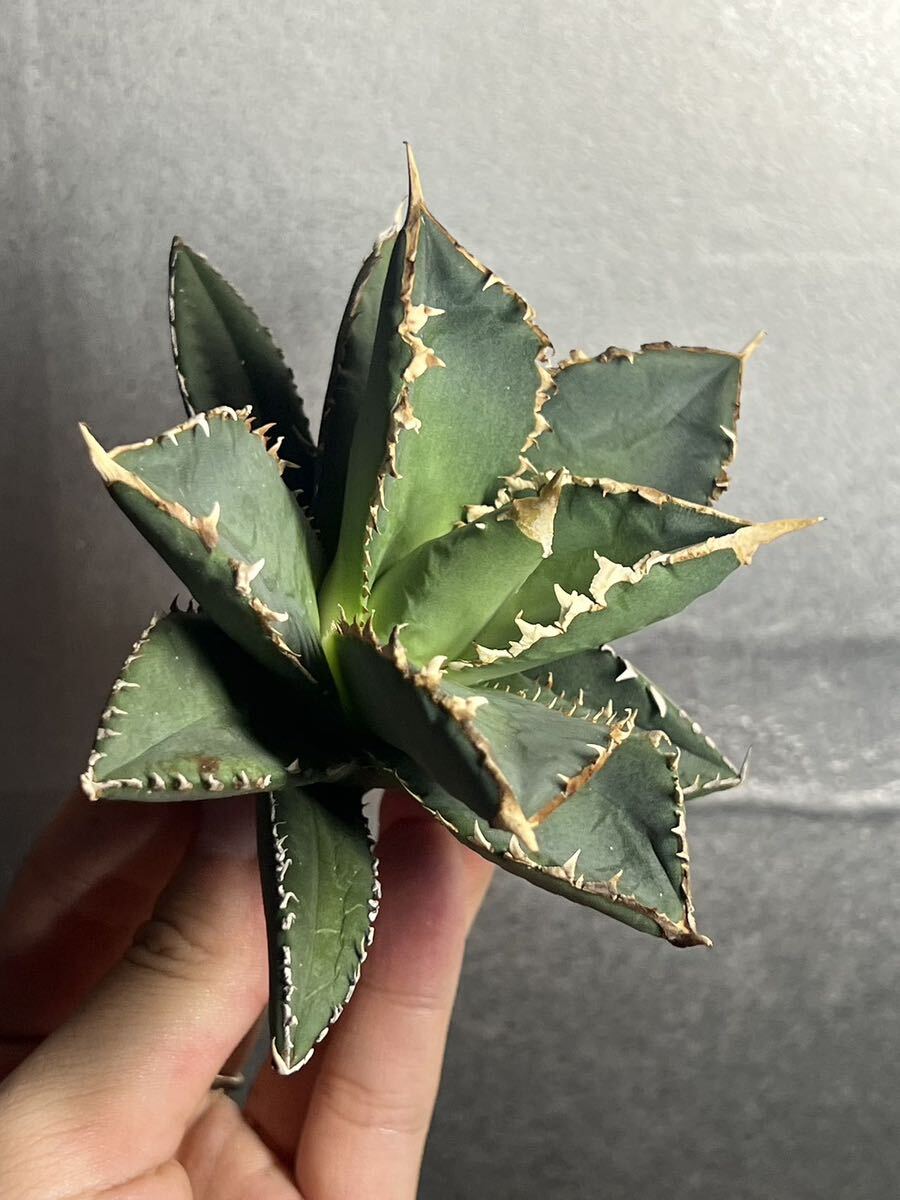 多肉植物 【特選】 アガベ agave titanota チタノタ『狼人』 6の画像5