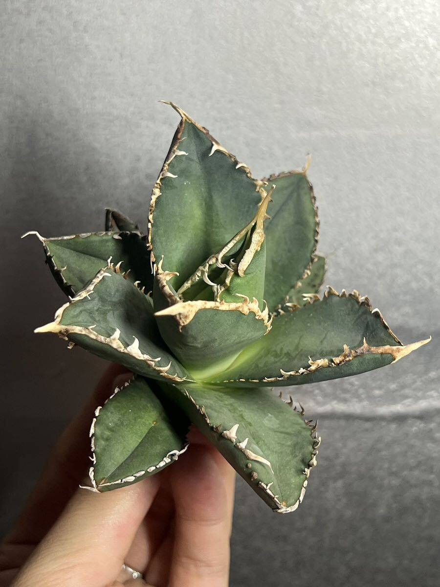 多肉植物 【特選】 アガベ agave titanota チタノタ『狼人』 9の画像5