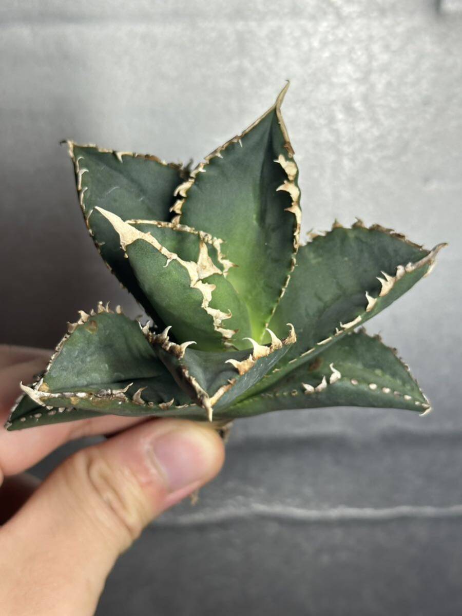 多肉植物　【特選】　アガベ　agave titanota チタノタ『狼人』　4_画像6