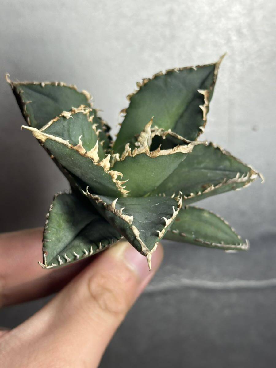 多肉植物　【特選】　アガベ　agave titanota チタノタ『狼人』　4_画像2