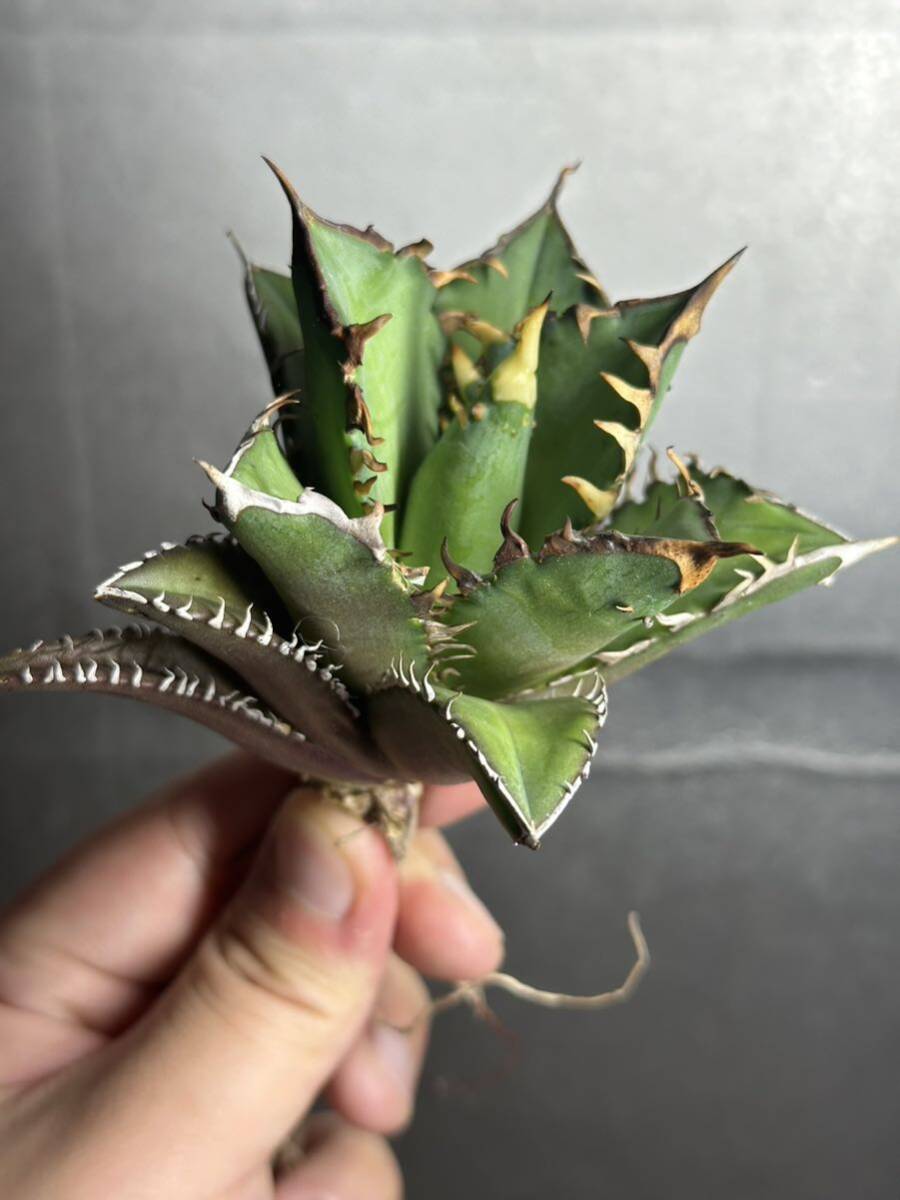 多肉植物　【特選】　アガベ　agave titanota チタノタ『レッドキャットウィーズル 』　2_画像2