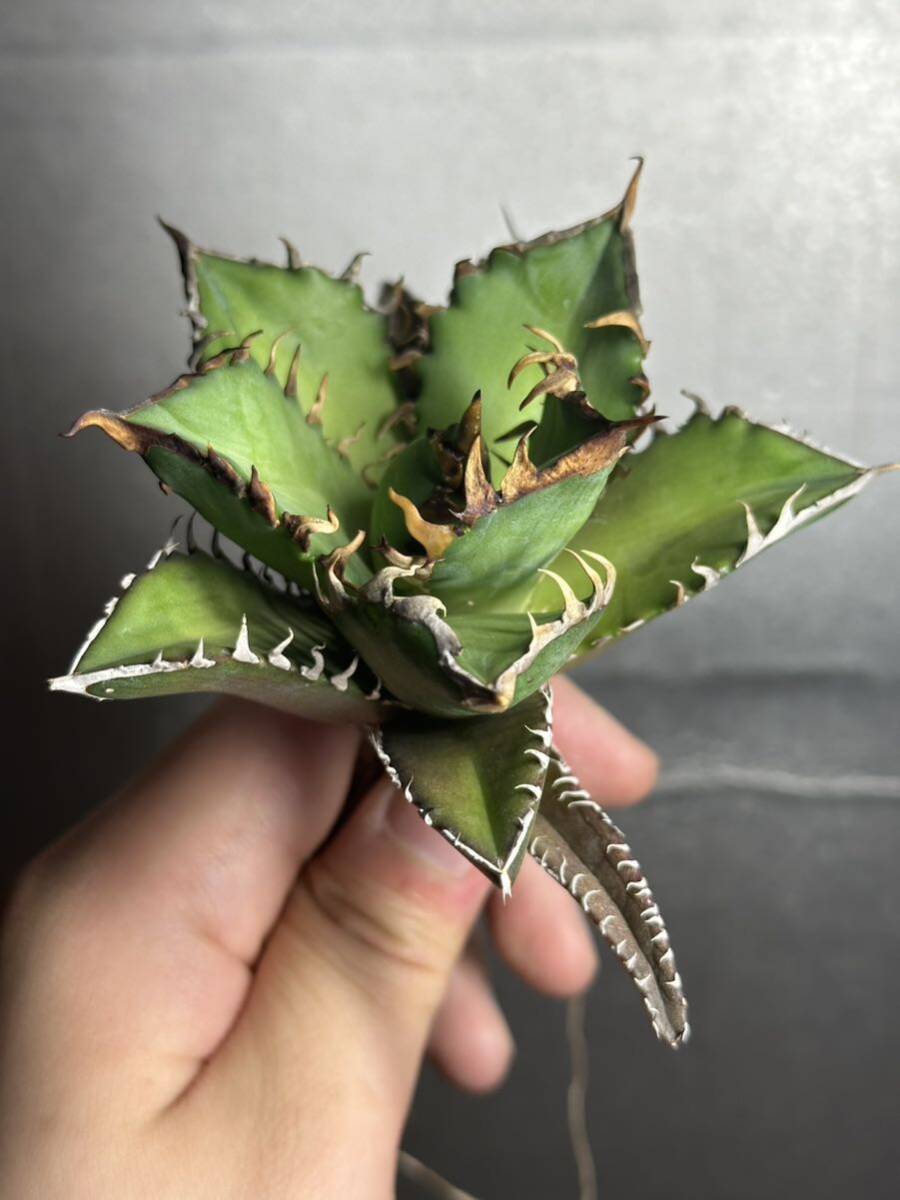 多肉植物　【特選】　アガベ　agave titanota チタノタ『レッドキャットウィーズル 』　5_画像1