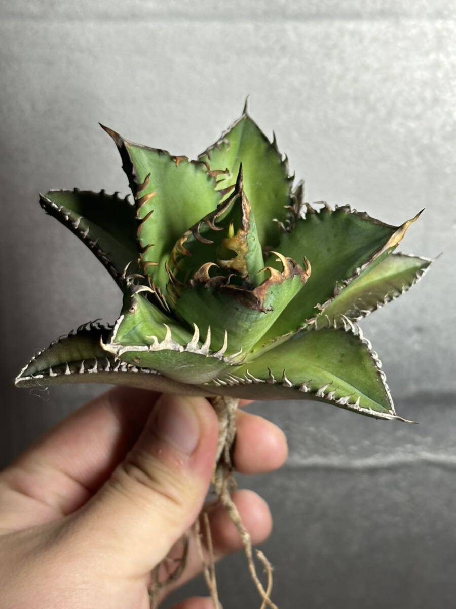多肉植物　【特選】　アガベ　agave titanota チタノタ『レッドキャットウィーズル 』　6_画像4