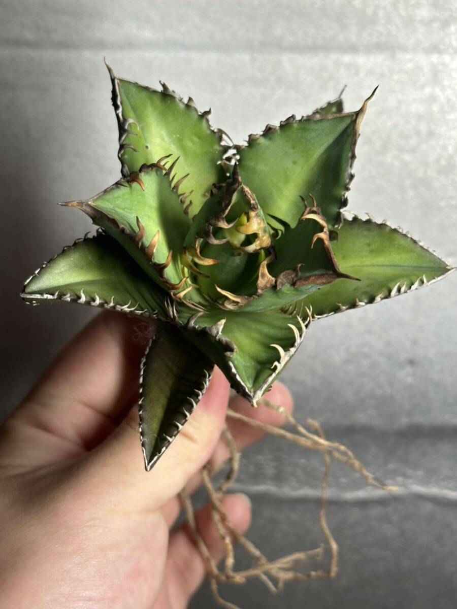 多肉植物　【特選】　アガベ　agave titanota チタノタ『レッドキャットウィーズル 』　6_画像8