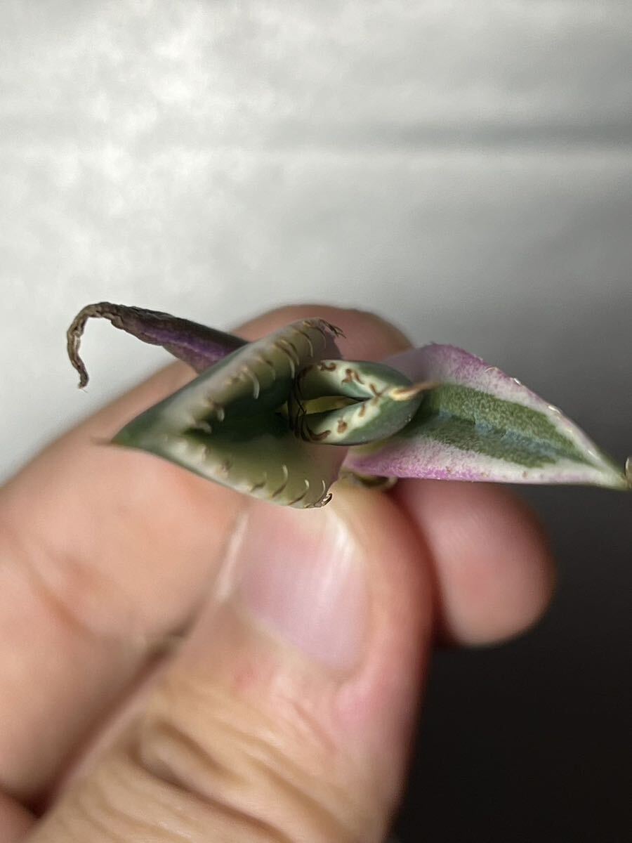 多肉植物　【特選】　アガベ　agave titanota チタノタ『スナグルトゥース』　5_画像5