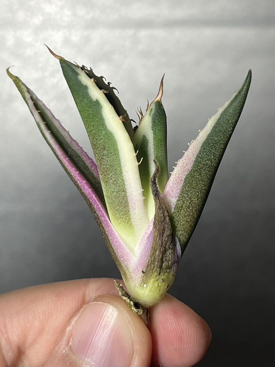 多肉植物　【特選】　アガベ　agave titanota チタノタ『スナグルトゥース』　6_画像4