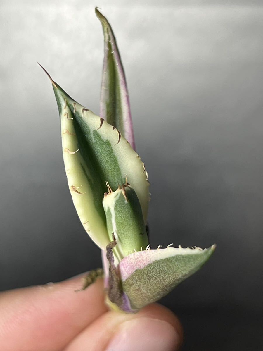 多肉植物　【特選】　アガベ　agave titanota チタノタ『スナグルトゥース』　6_画像5