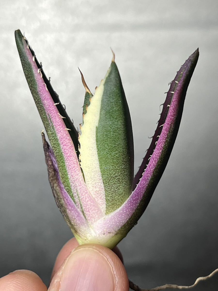 多肉植物　【特選】　アガベ　agave titanota チタノタ『スナグルトゥース』　8_画像3