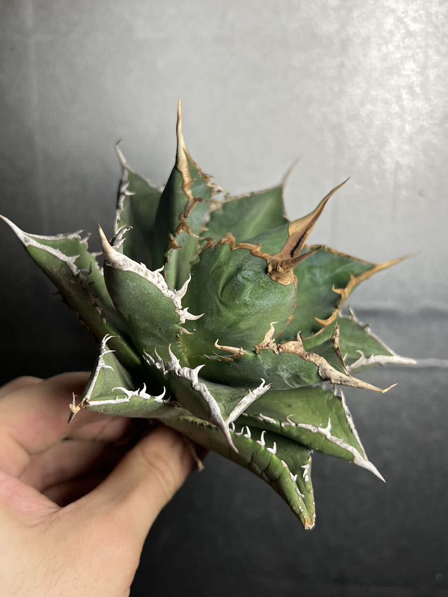 多肉植物　【特選】　アガベ　agave titanota チタノタ『海王』　5_画像1