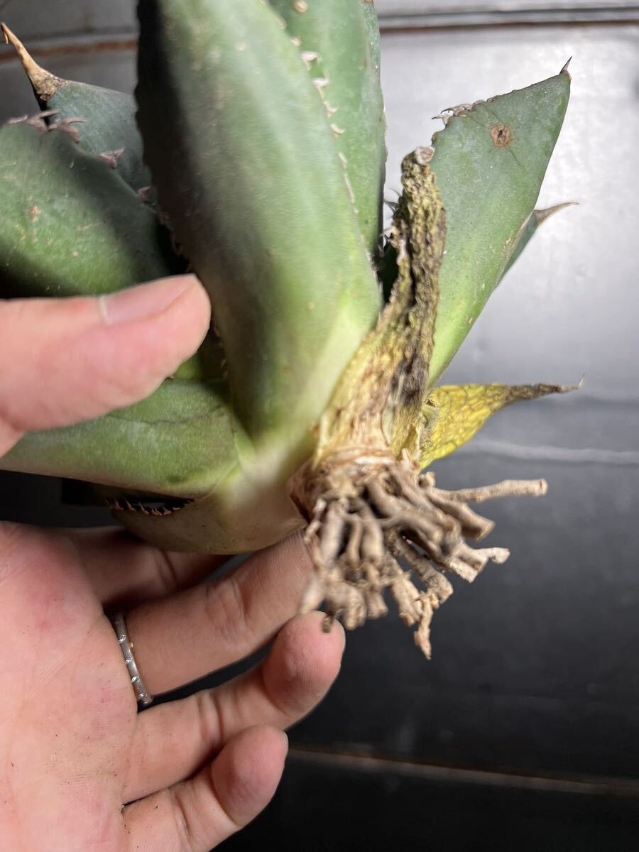 多肉植物　【特選】　アガベ　agave titanota チタノタ『海王』　7_画像7