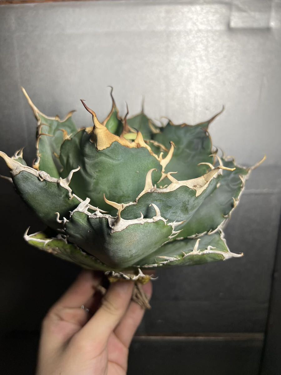 多肉植物　【特選】　アガベ　agave titanota チタノタ『白鯨』　1_画像4