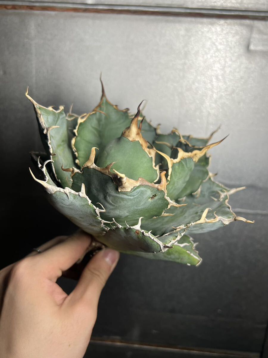 多肉植物　【特選】　アガベ　agave titanota チタノタ『白鯨』　6_画像4