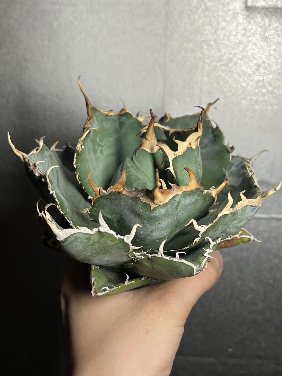 多肉植物　【特選】　アガベ　agave titanota チタノタ『白鯨』　8_画像3