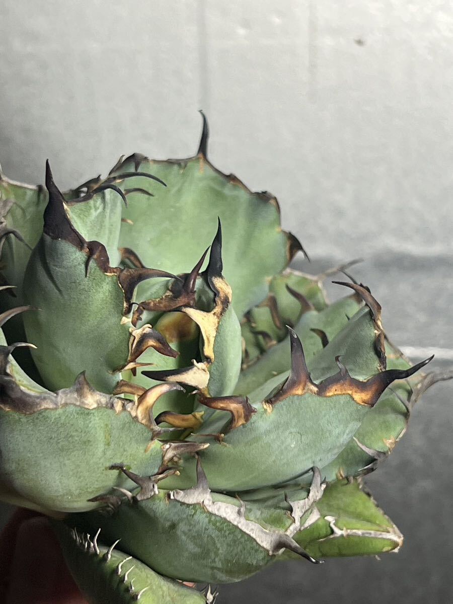 多肉植物　【特選】　アガベ　agave titanota チタノタ『黑鯨』　10_画像4