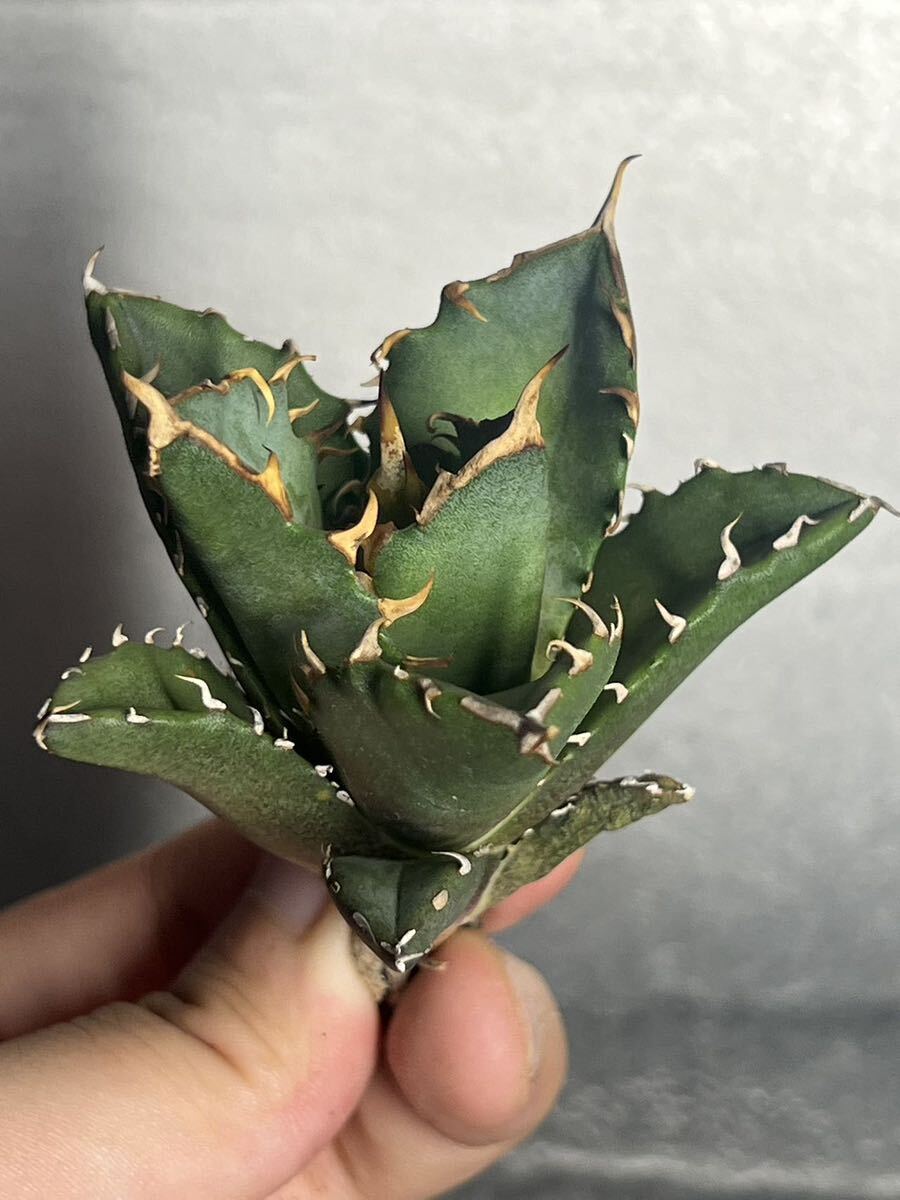 多肉植物　【特選】　アガベ　agave titanota チタノタ『鬼爪 雪峰 』　陽炎 強棘 極上美株 激レア 4_画像4