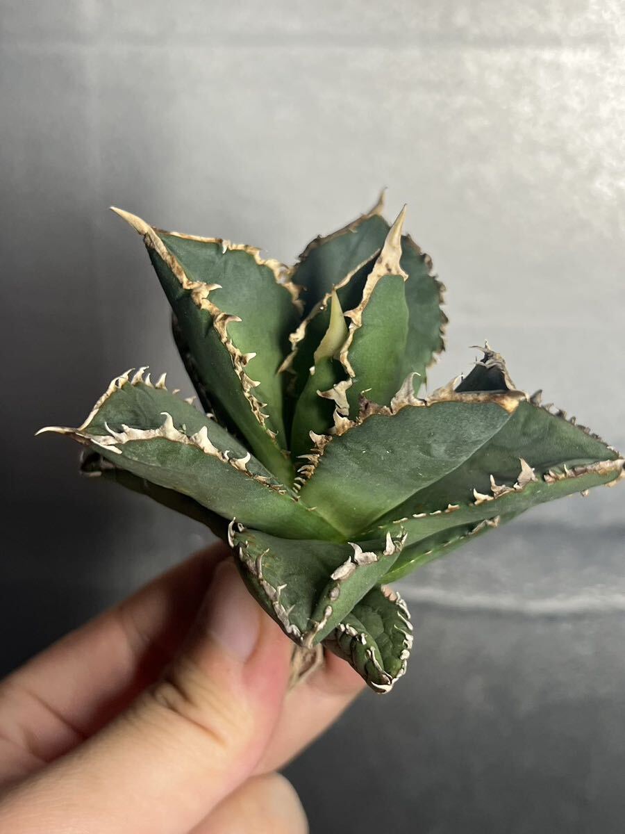 多肉植物　【特選】　アガベ　agave titanota チタノタ『狼人』　2_画像1