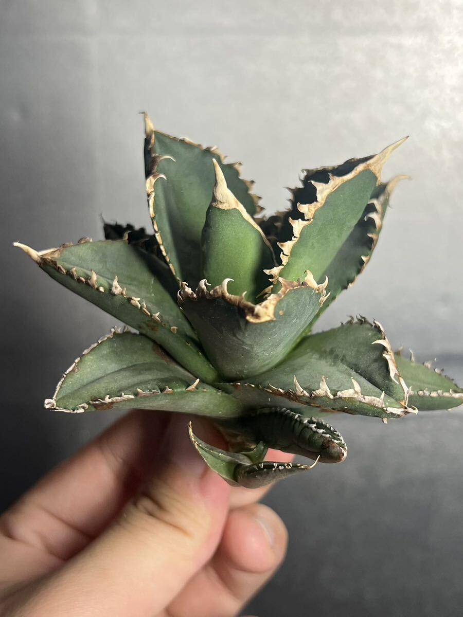 多肉植物　【特選】　アガベ　agave titanota チタノタ『狼人』　5_画像4