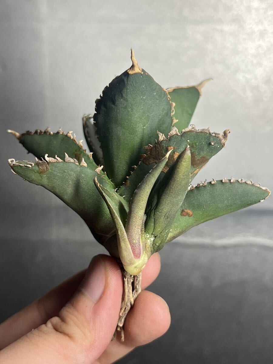多肉植物　【特選】　アガベ　agave titanota チタノタ『狼人』　5_画像6