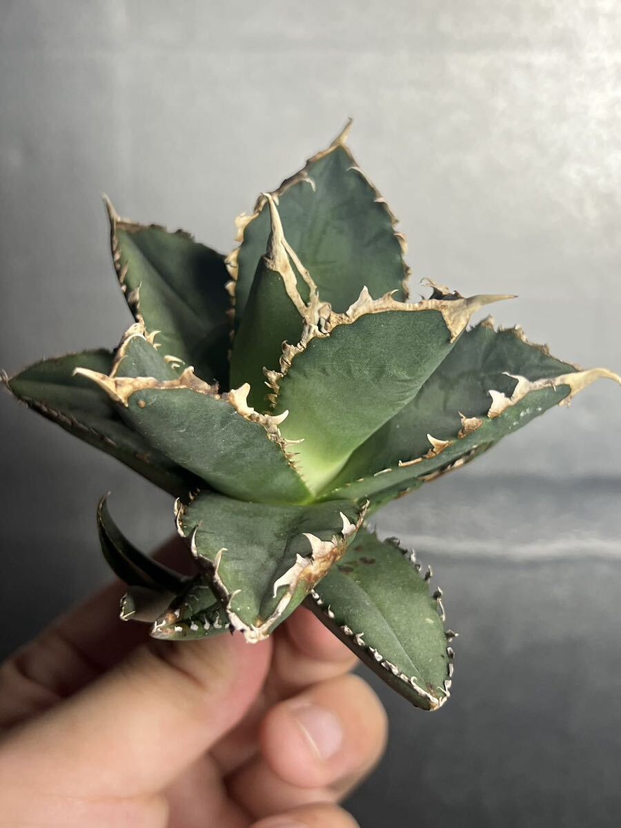 多肉植物　【特選】　アガベ　agave titanota チタノタ『狼人』　5_画像2