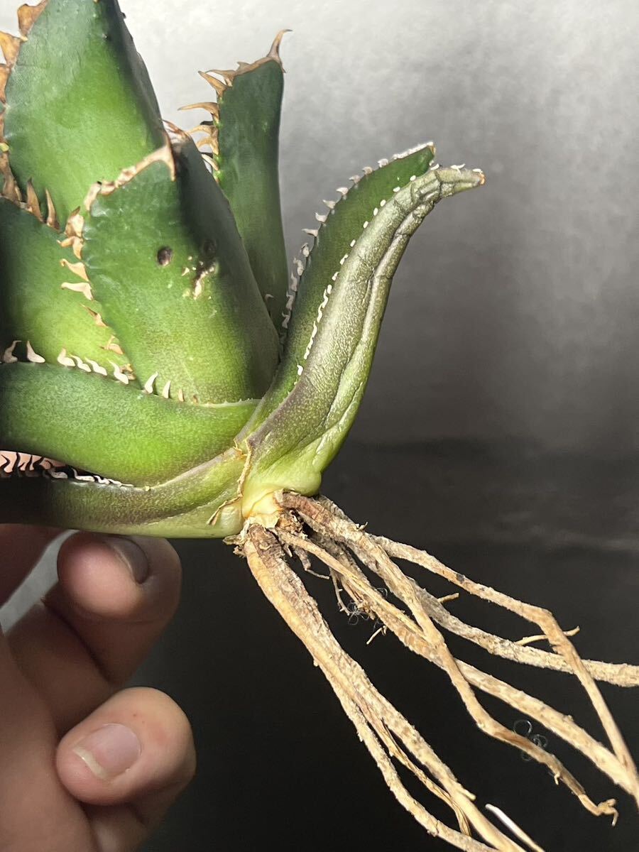 多肉植物　【特選】　アガベ　agave titanota チタノタ『レッドキャットウィーズル 』　2_画像7