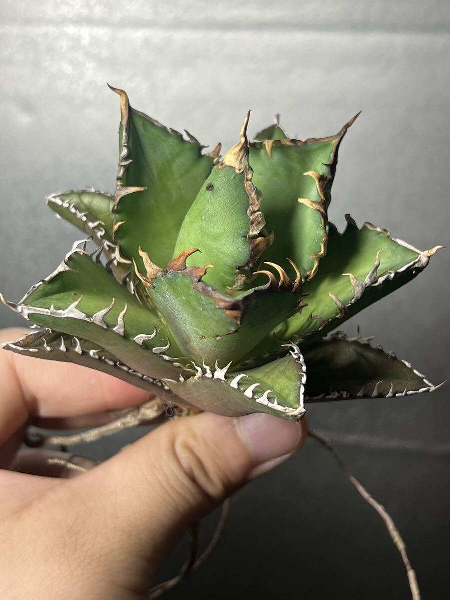 多肉植物　【特選】　アガベ　agave titanota チタノタ『レッドキャットウィーズル 』　6_画像6